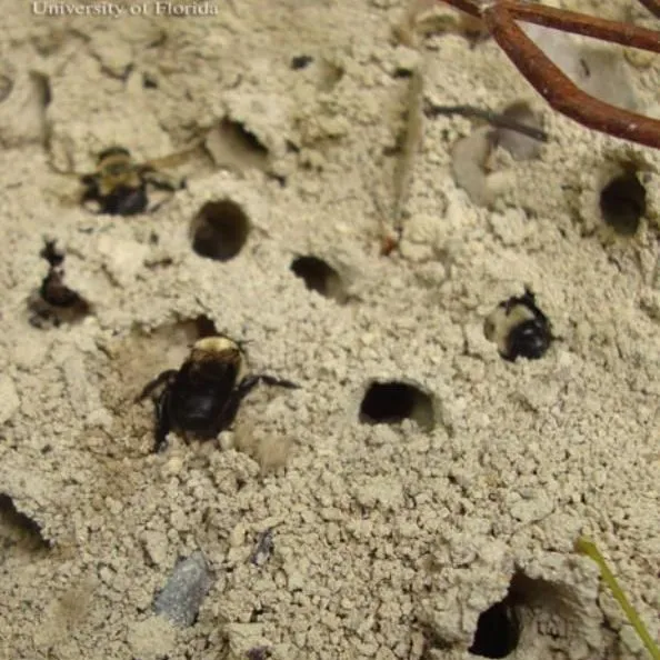 thumbnail for publication: Miner Bee, Chimney Bee Anthophora abrupta Say